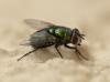 Lucilia sericata